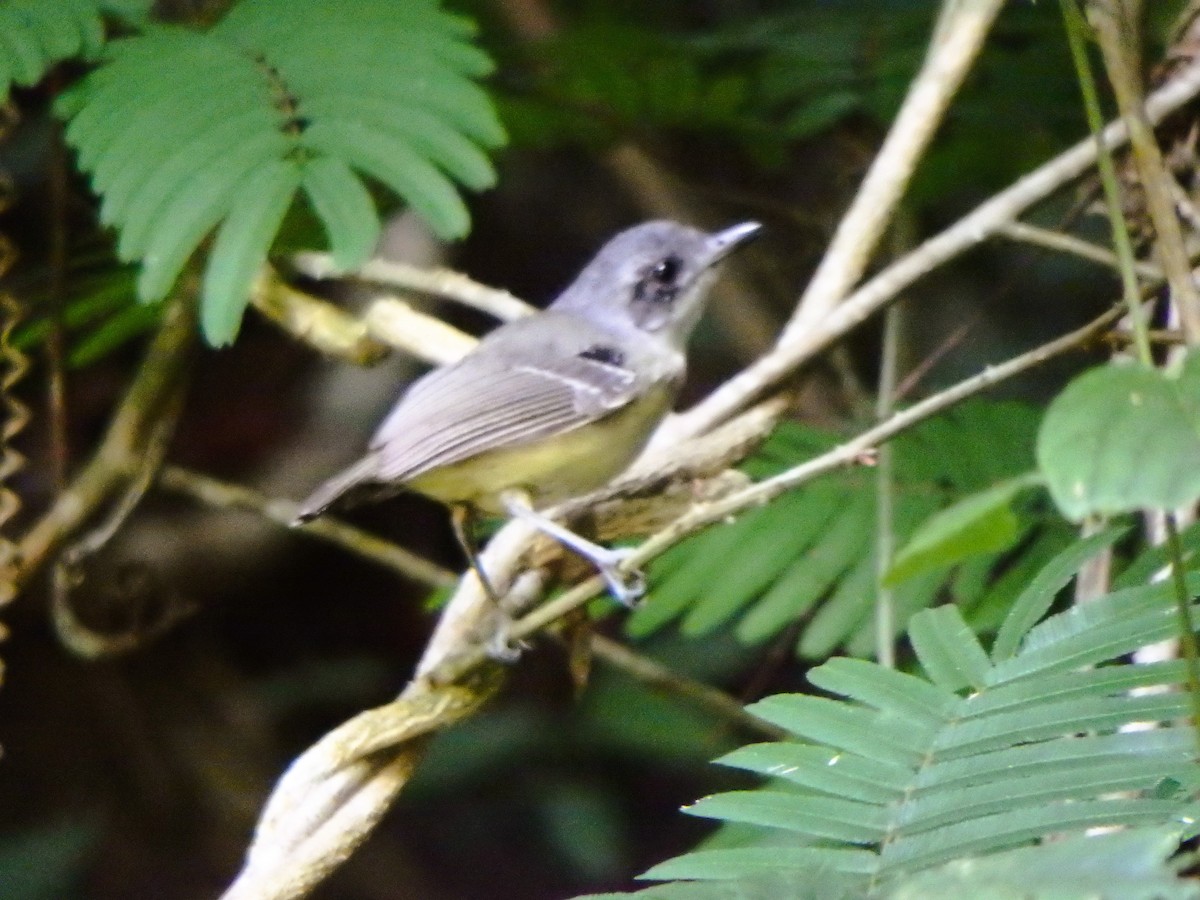 Plain Antvireo - ML638996792