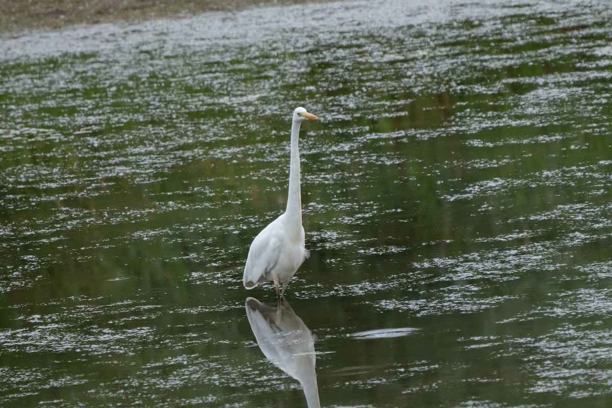 Great Egret - ML638996811