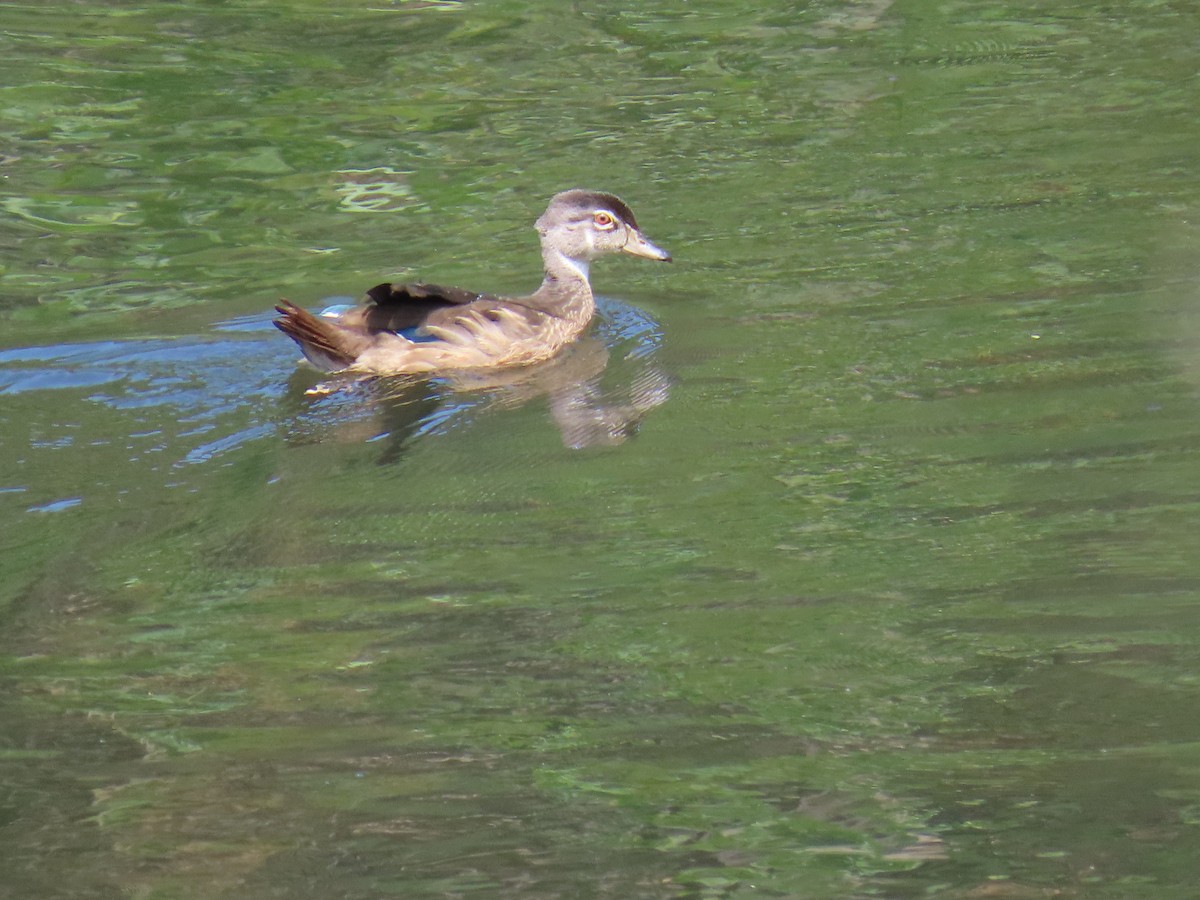 Wood Duck - ML638996814