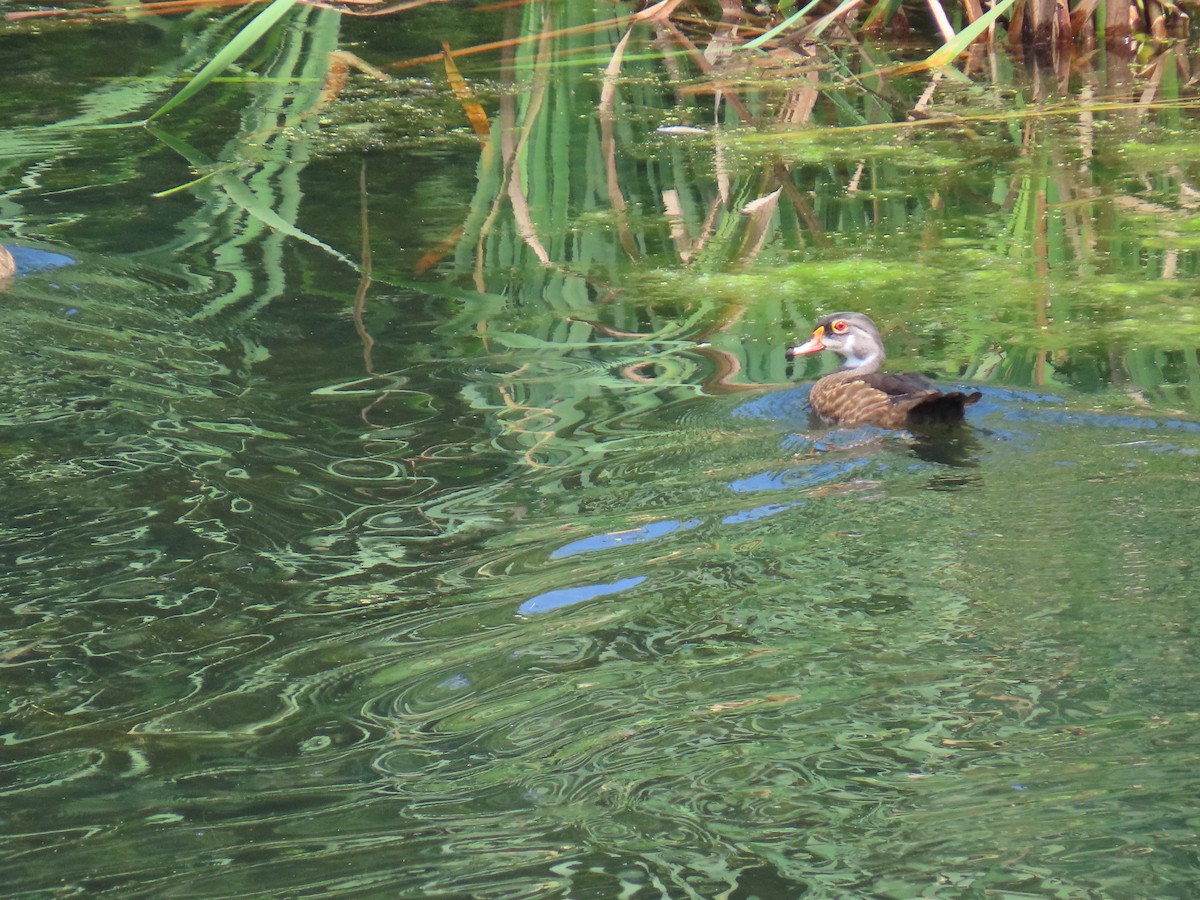 Wood Duck - ML638996815