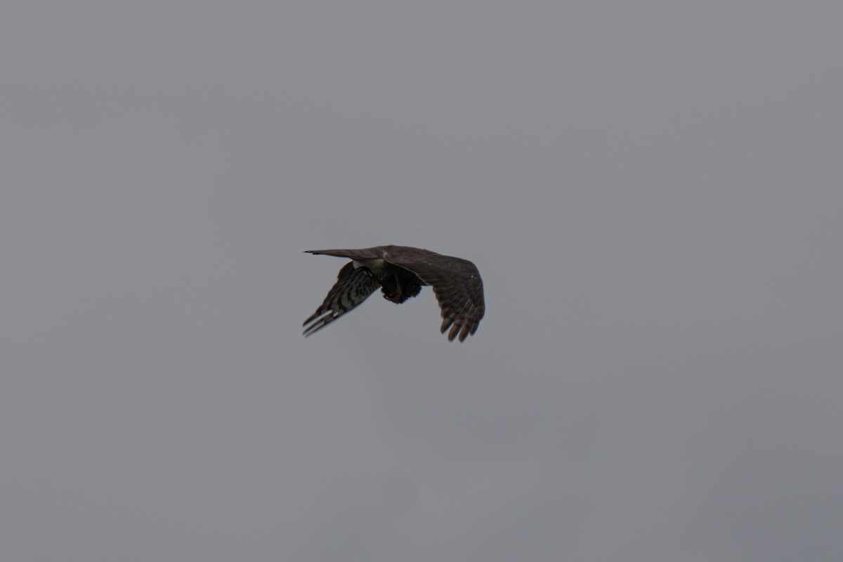 Eurasian Sparrowhawk - ML638996817