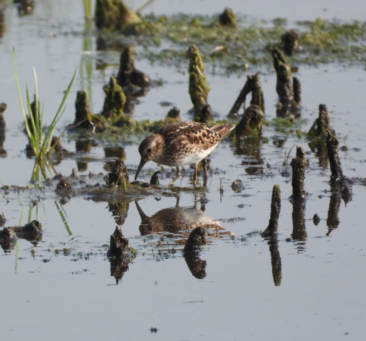 Least Sandpiper - ML638996824