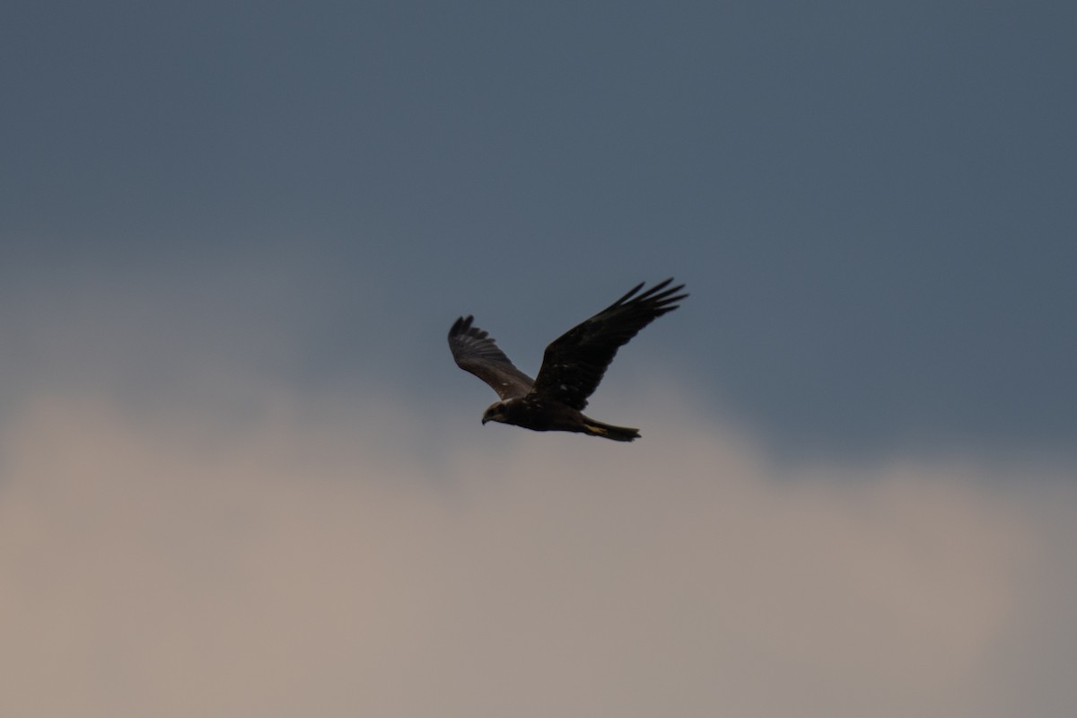 Western Marsh Harrier - ML638996826