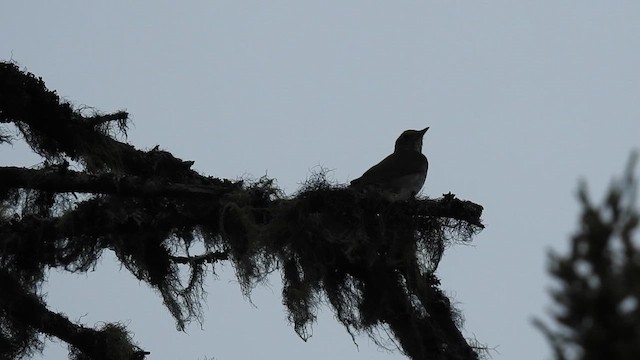 Swainson's Thrush - ML638996840