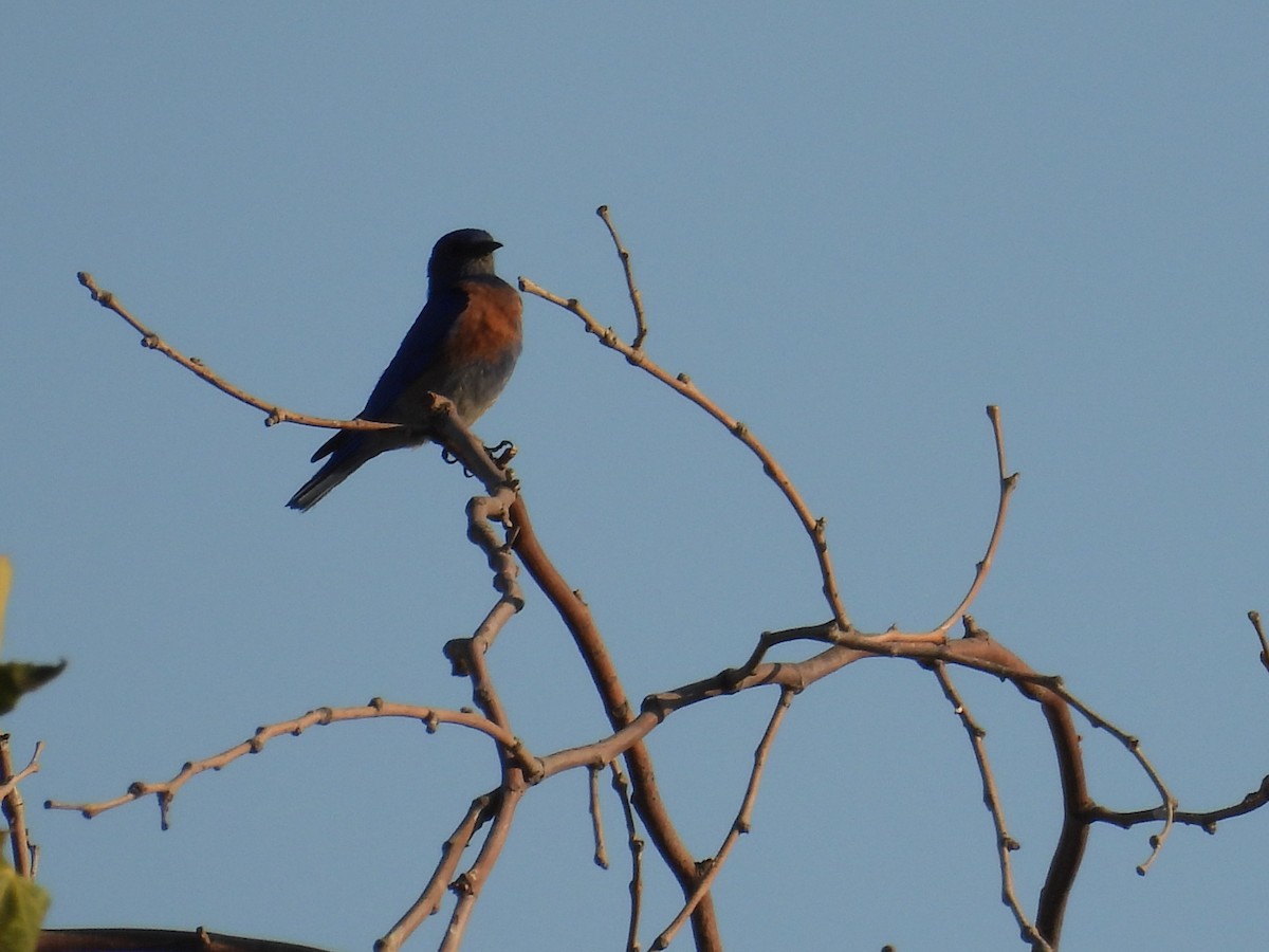 Western Bluebird - ML638996842