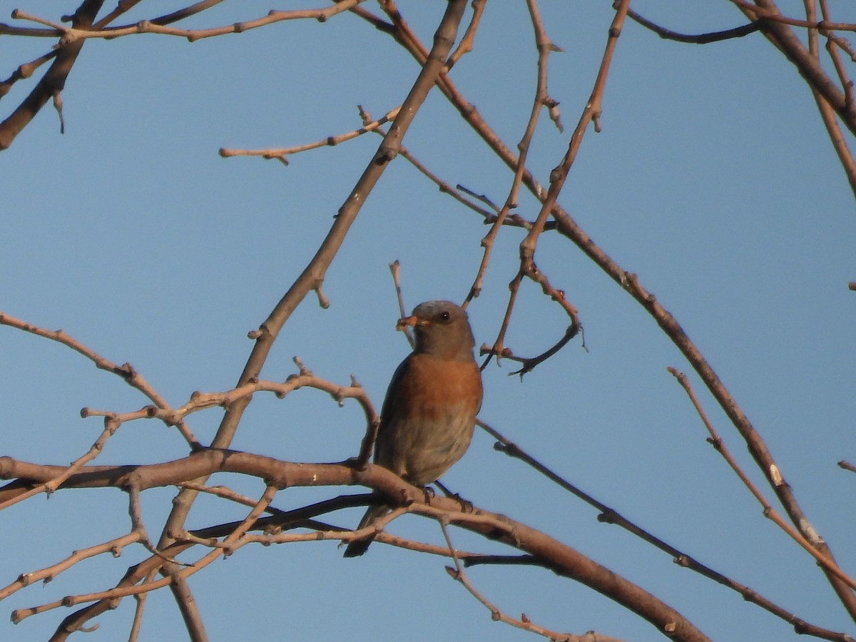 Western Bluebird - ML638996843