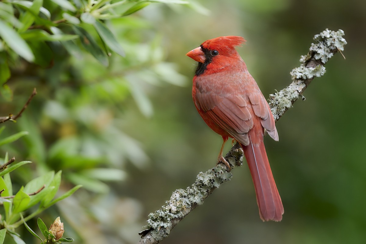 Northern Cardinal - ML638996847