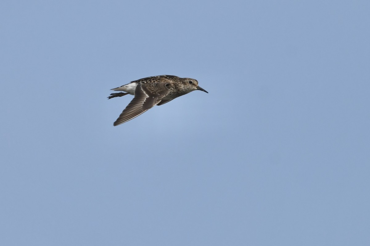 Least Sandpiper - ML638996848