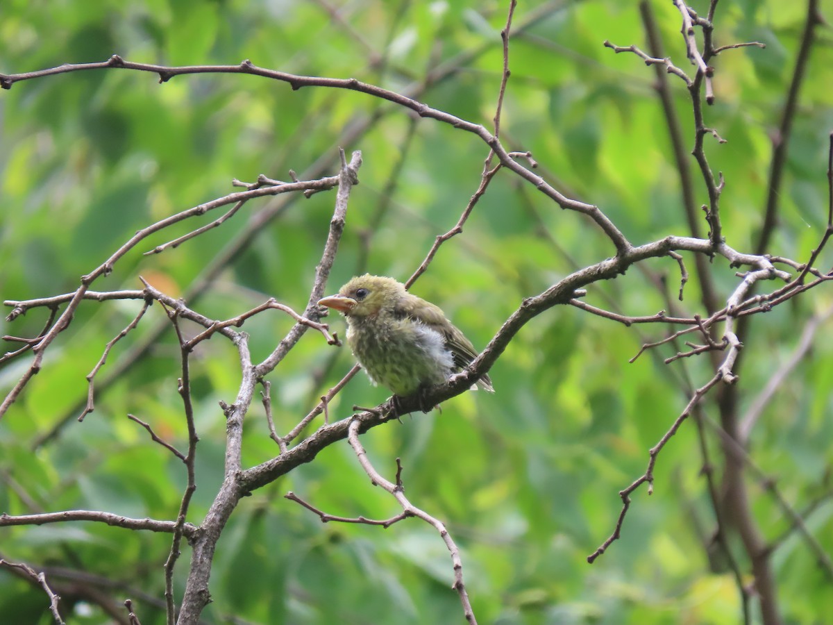 Scarlet Tanager - ML638996854