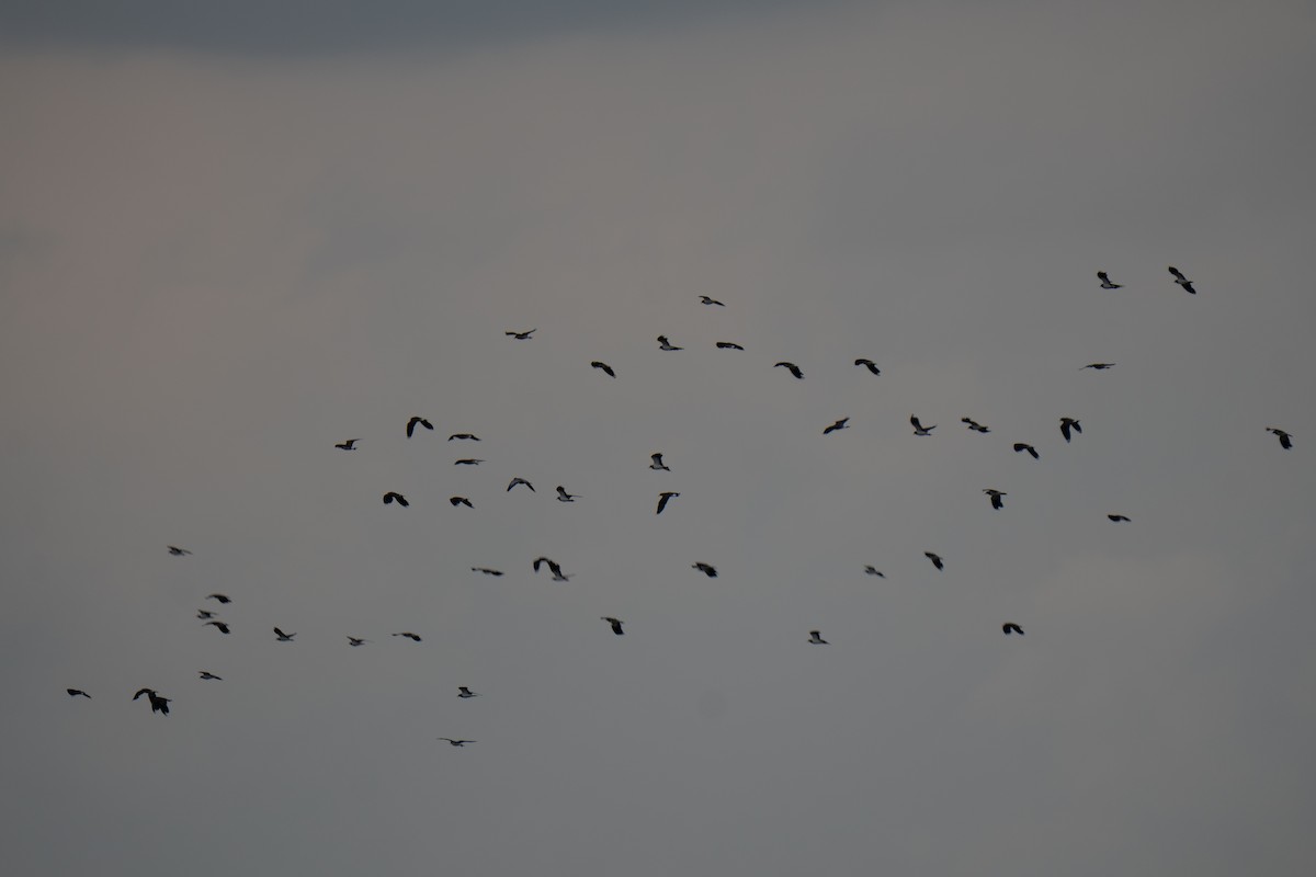 Northern Lapwing - ML638996856