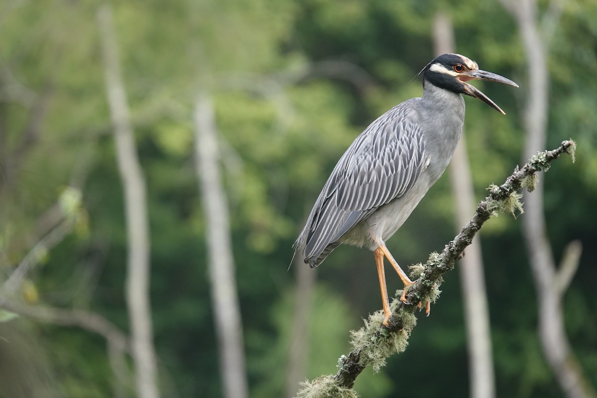 Yellow-crowned Night Heron - ML638996857