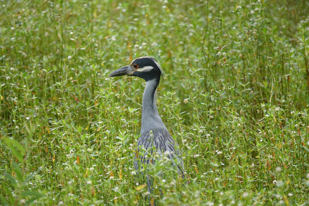 Yellow-crowned Night Heron - ML638996860