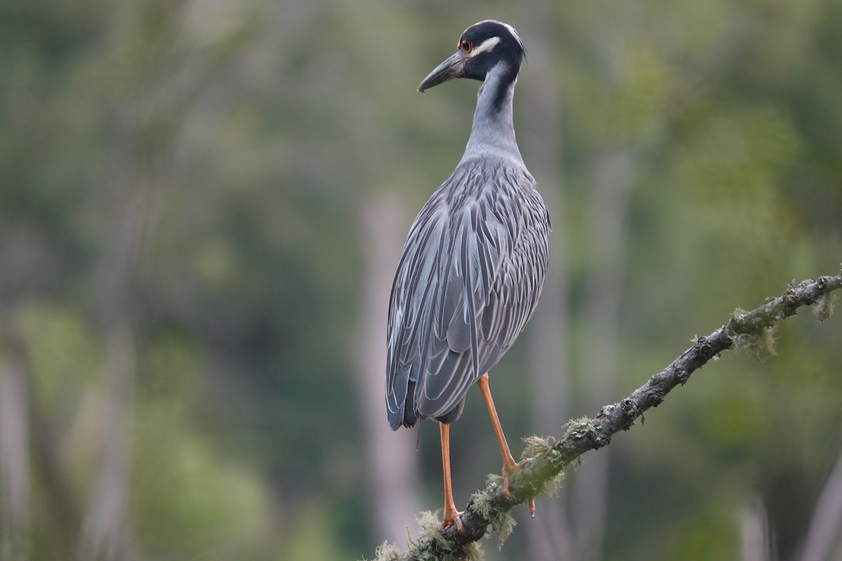 Yellow-crowned Night Heron - ML638996861