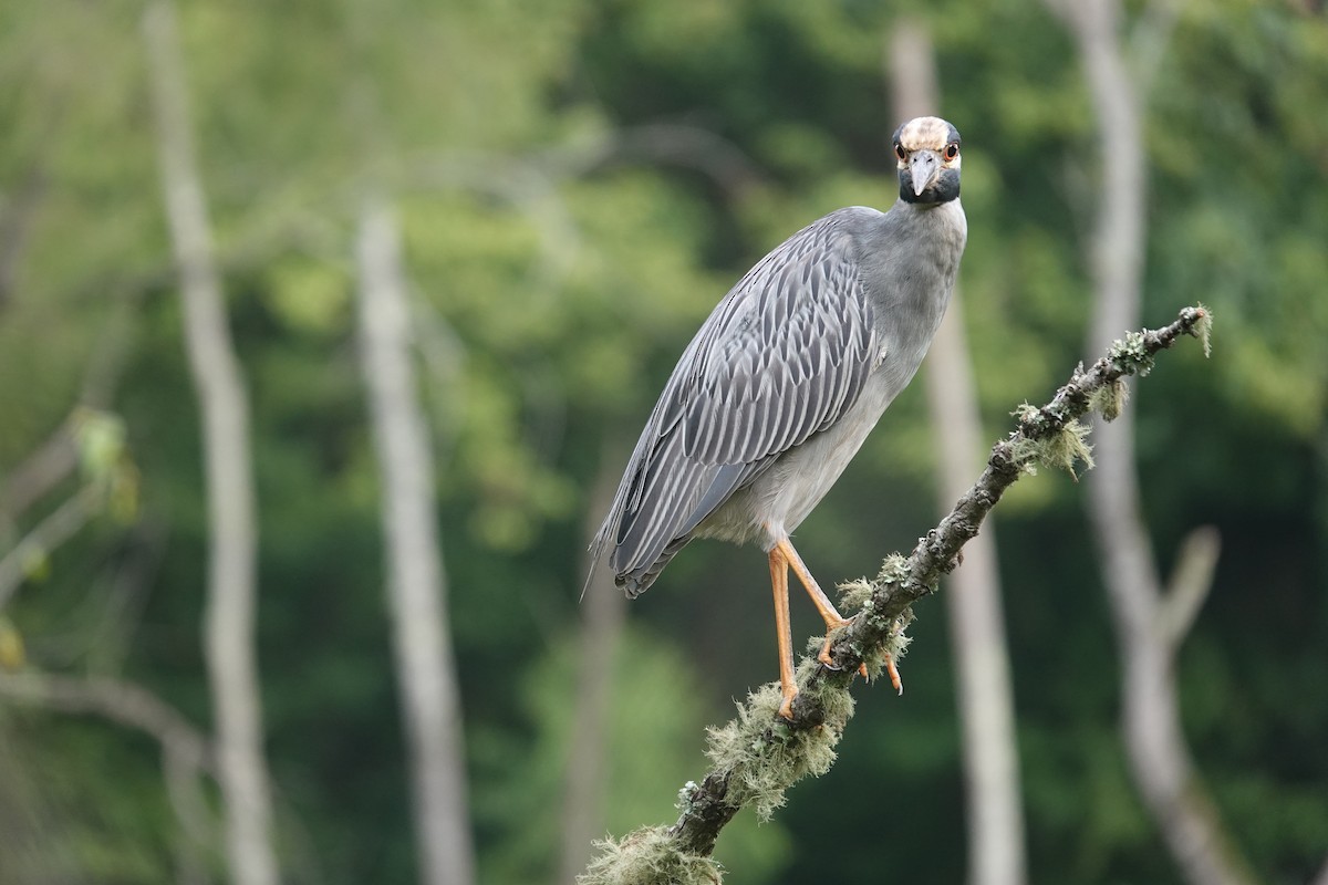 Yellow-crowned Night Heron - ML638996862