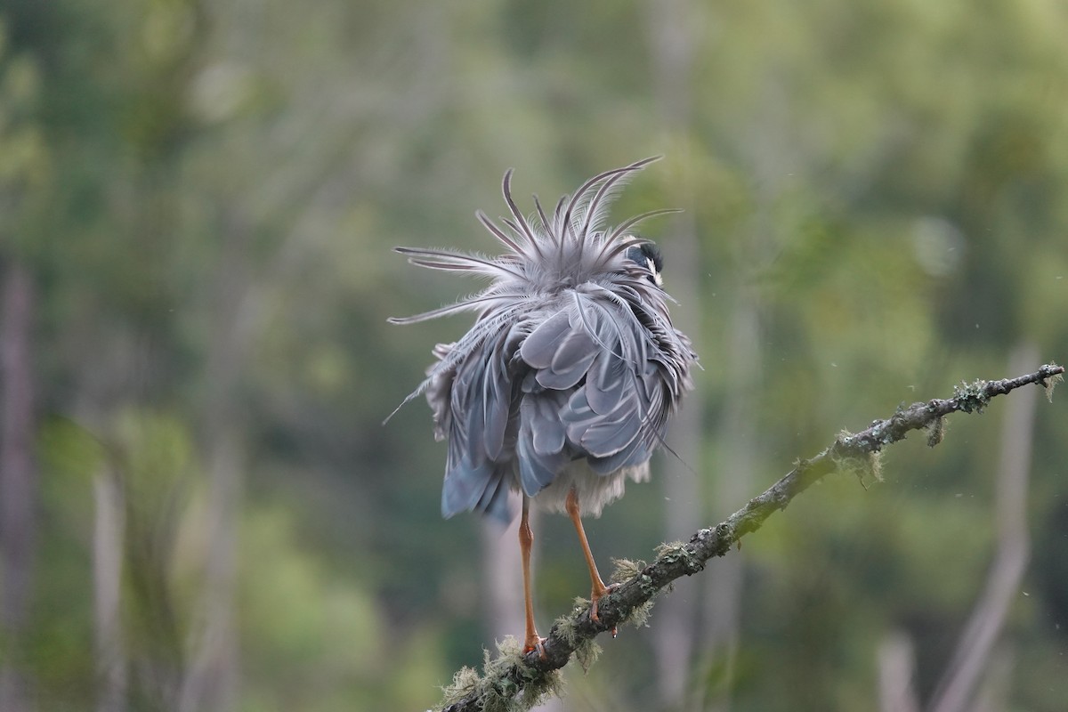 Yellow-crowned Night Heron - ML638996863