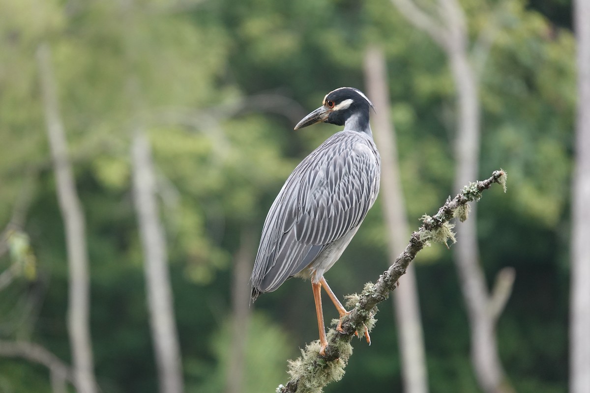 Yellow-crowned Night Heron - ML638996864