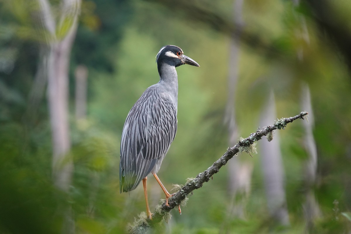 Yellow-crowned Night Heron - ML638996865