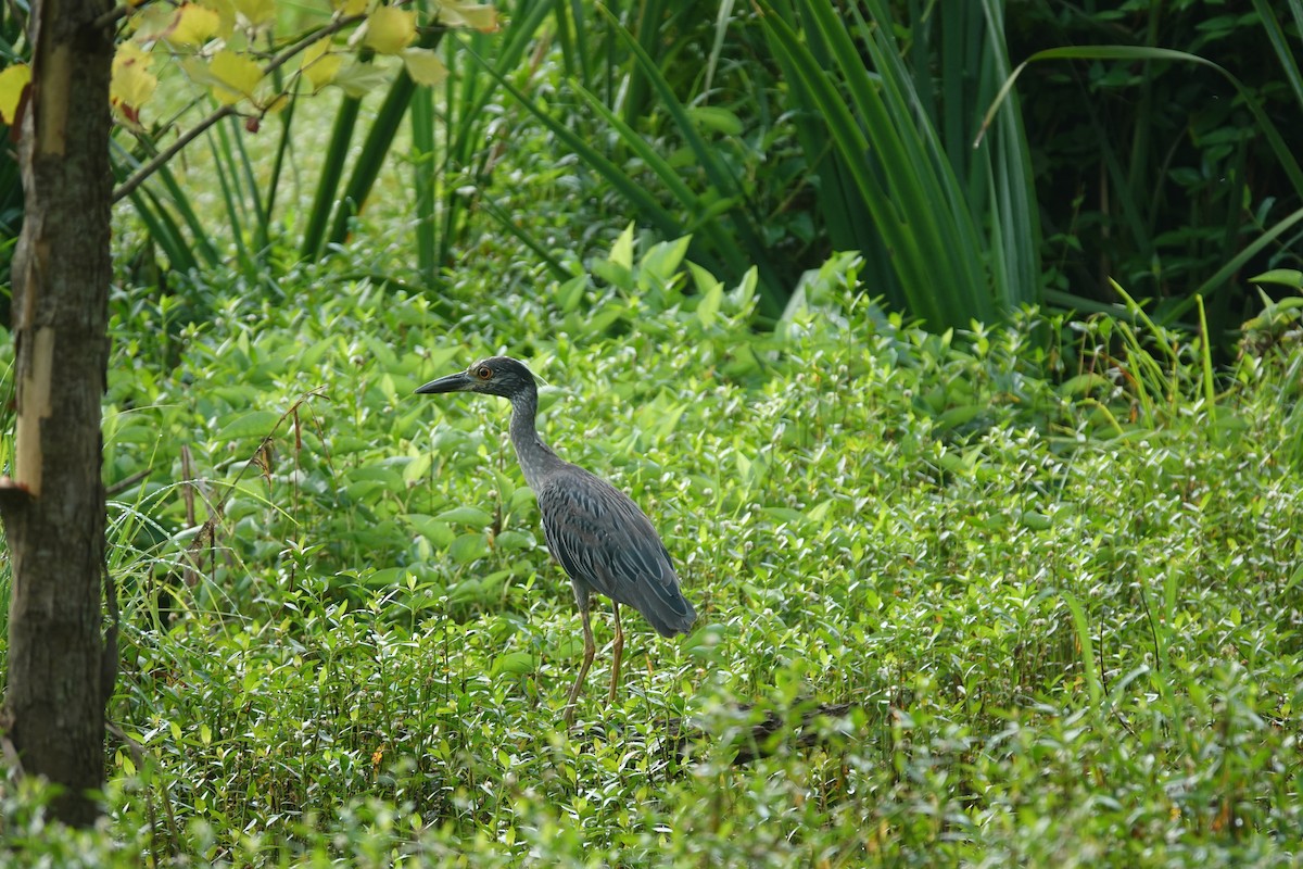 Yellow-crowned Night Heron - ML638996866