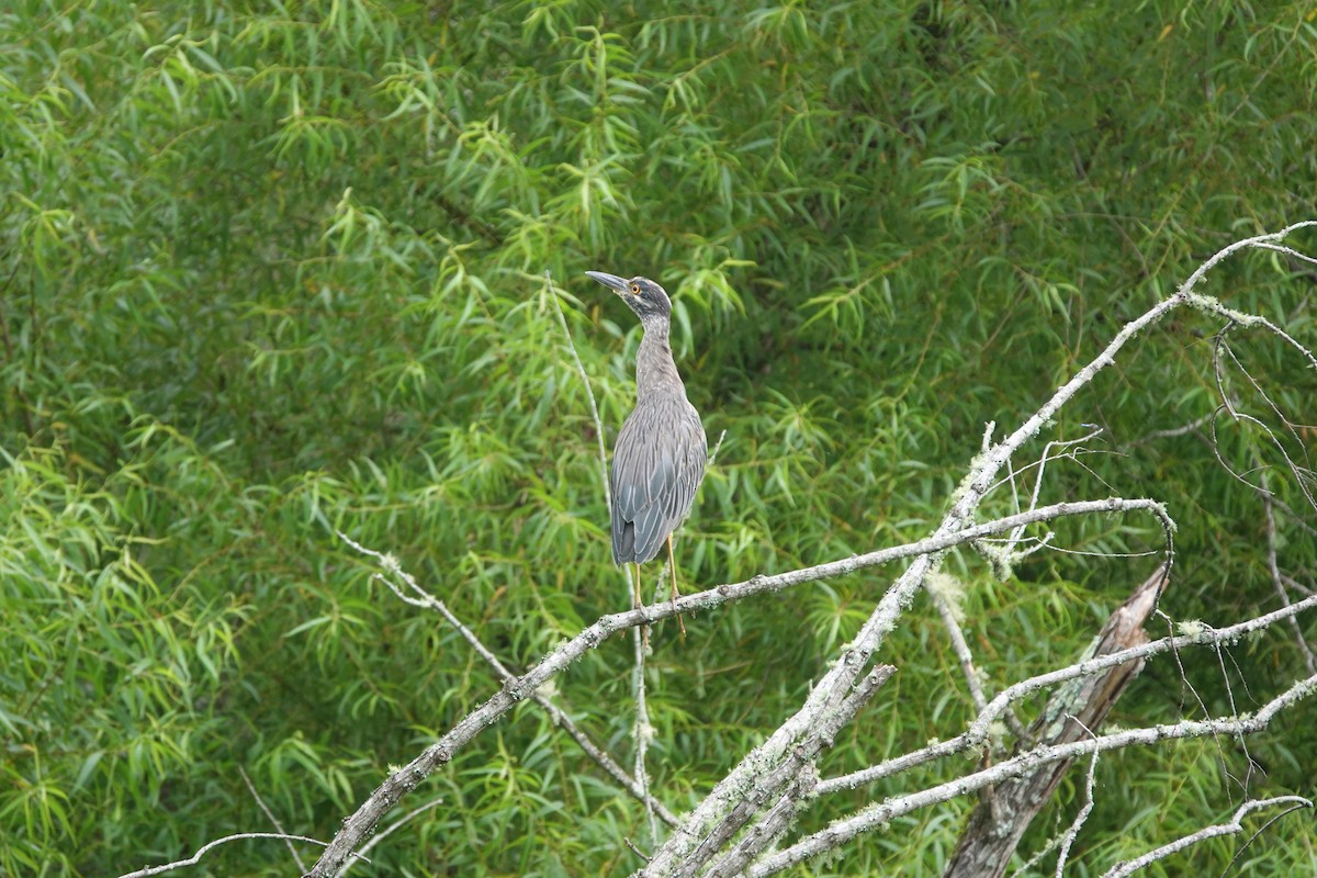 Yellow-crowned Night Heron - ML638996867