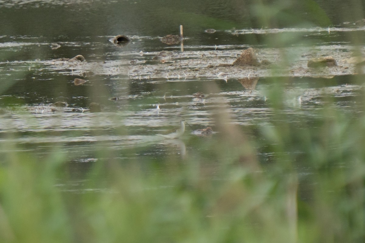 Marsh Sandpiper - ML638996869