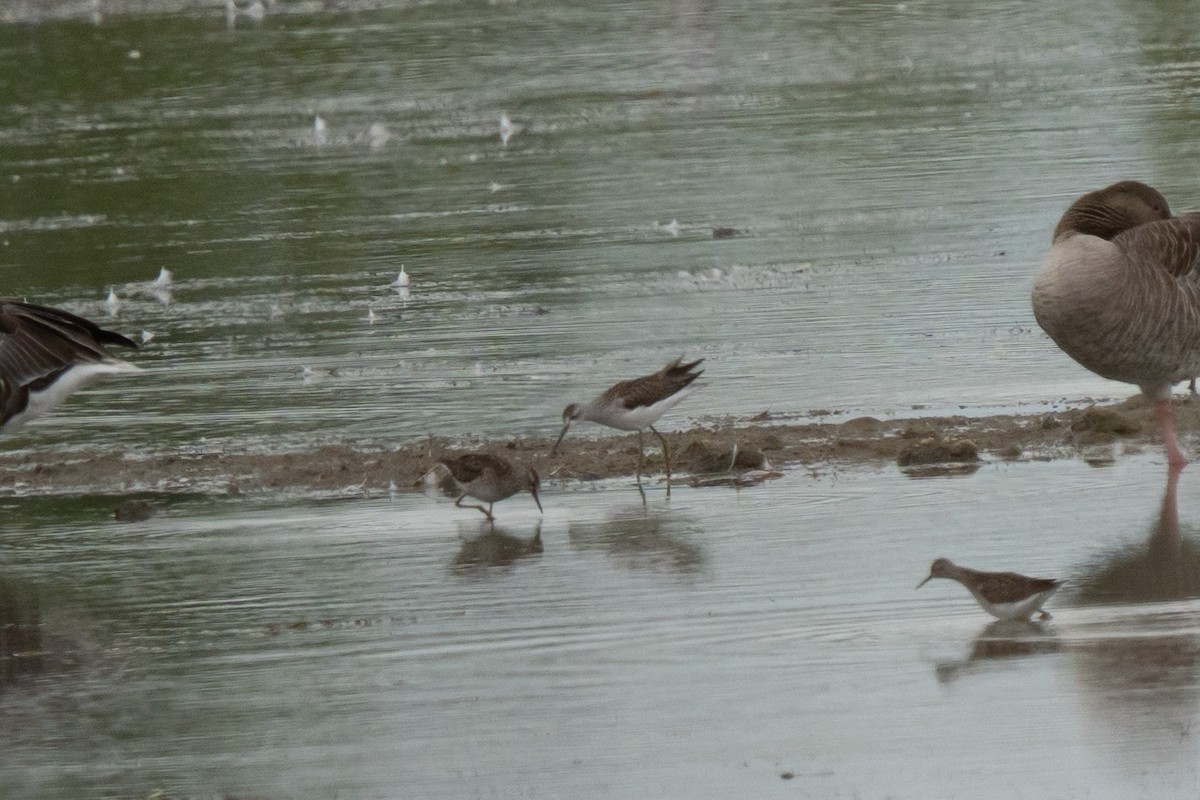 Marsh Sandpiper - ML638996875