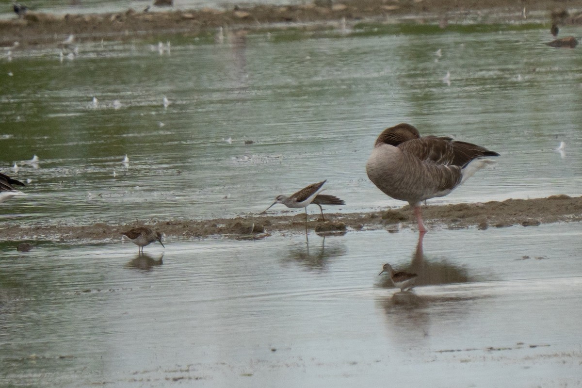Marsh Sandpiper - ML638996876