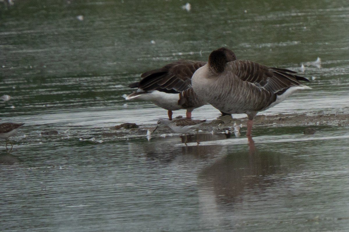 Marsh Sandpiper - ML638996877