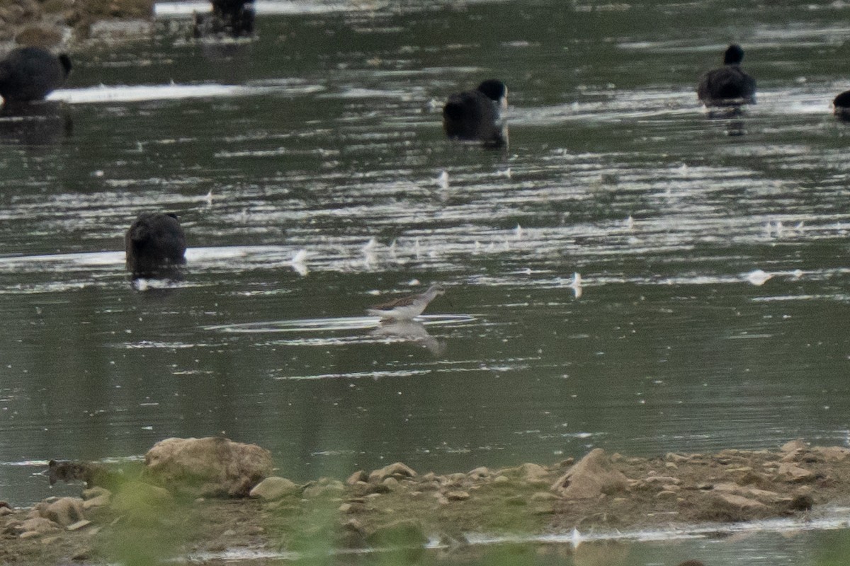 Marsh Sandpiper - ML638996890