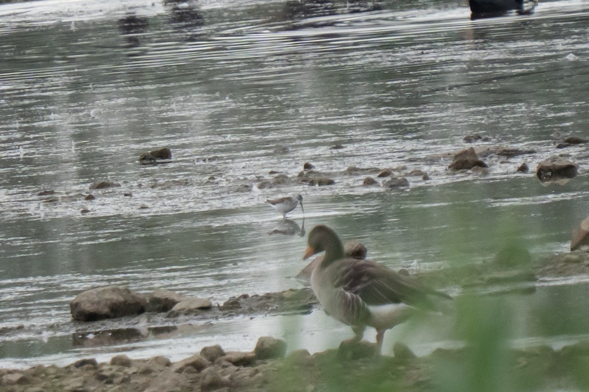 Marsh Sandpiper - ML638996891