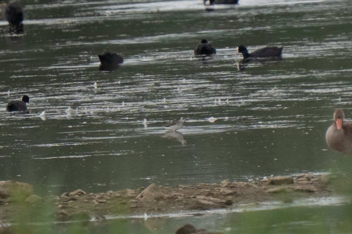 Marsh Sandpiper - ML638996892