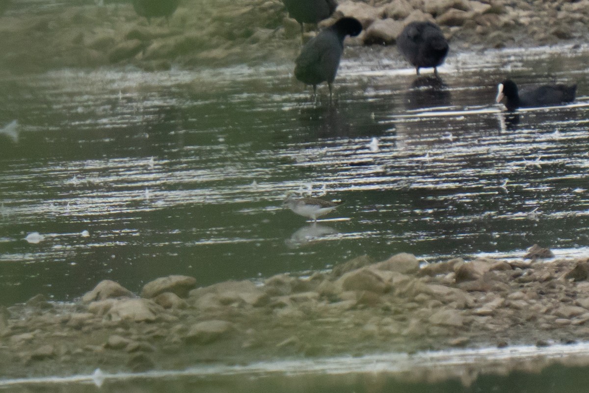 Marsh Sandpiper - ML638996893