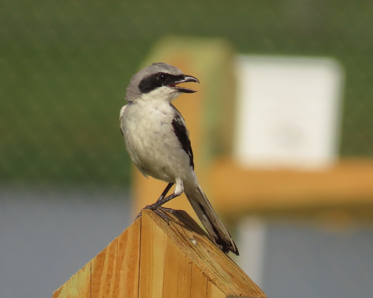 Loggerhead Shrike - Laurie Witkin