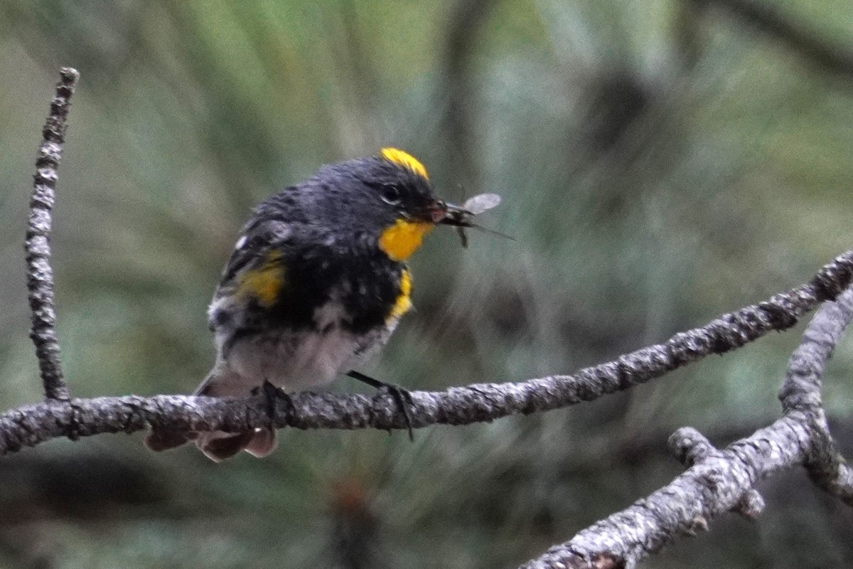 Yellow-rumped Warbler - ML638996900
