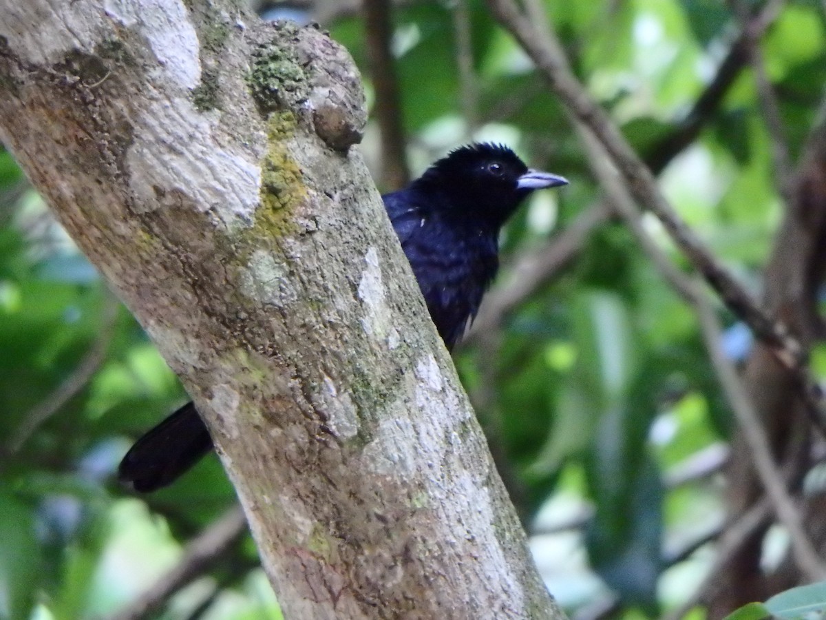 White-lined Tanager - Edouard Paiva