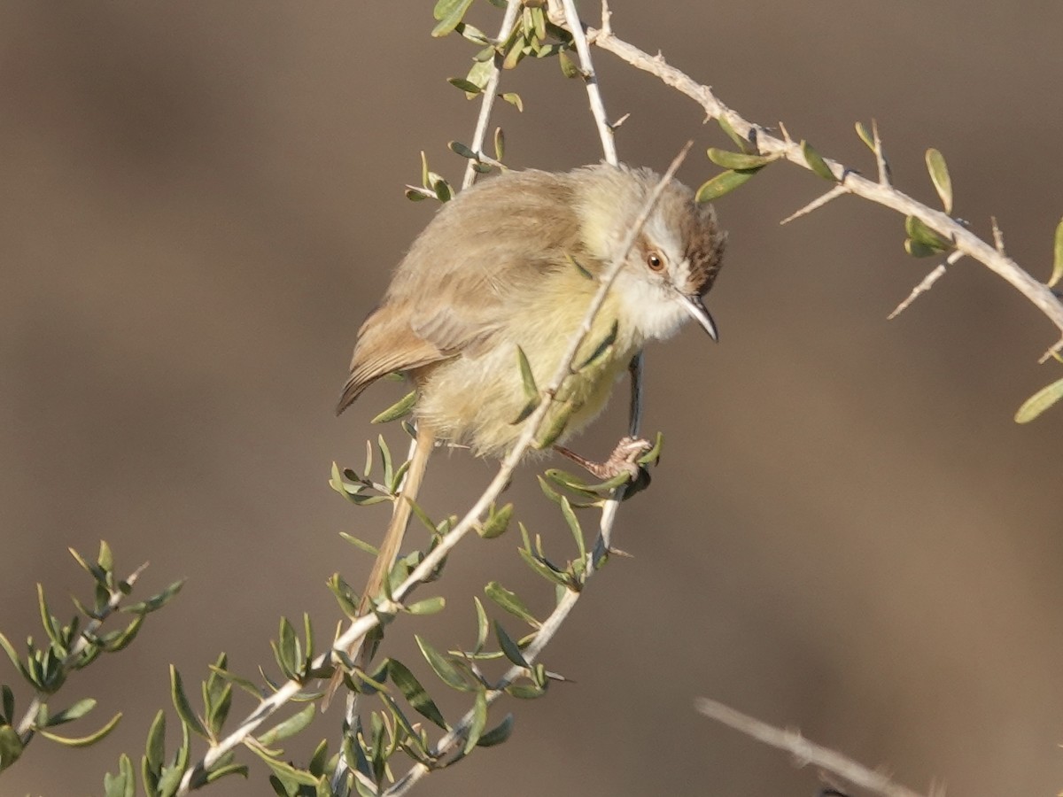 Black-chested Prinia - Peter Kaestner