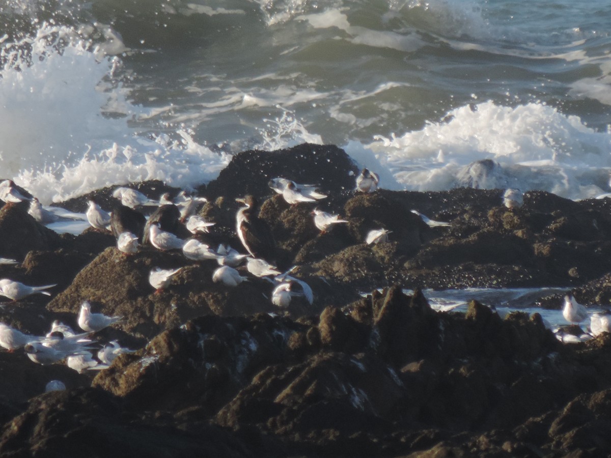 Imperial Cormorant (Imperial) - Juliana Soto