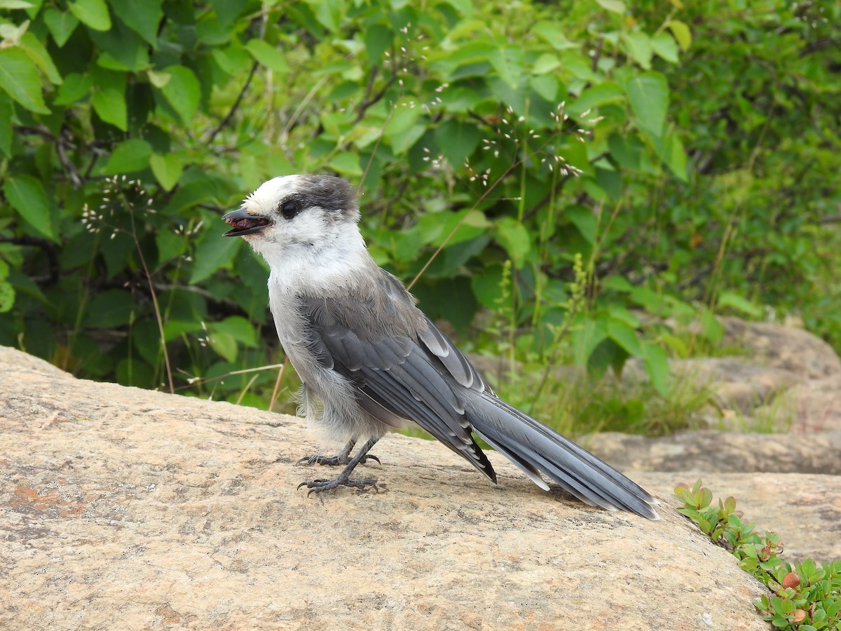 Canada Jay - Jacques Bélanger