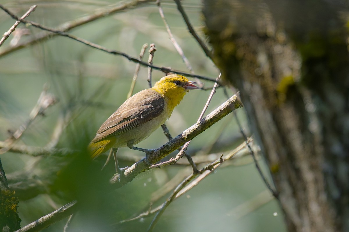 Bullock's Oriole - ML638996916