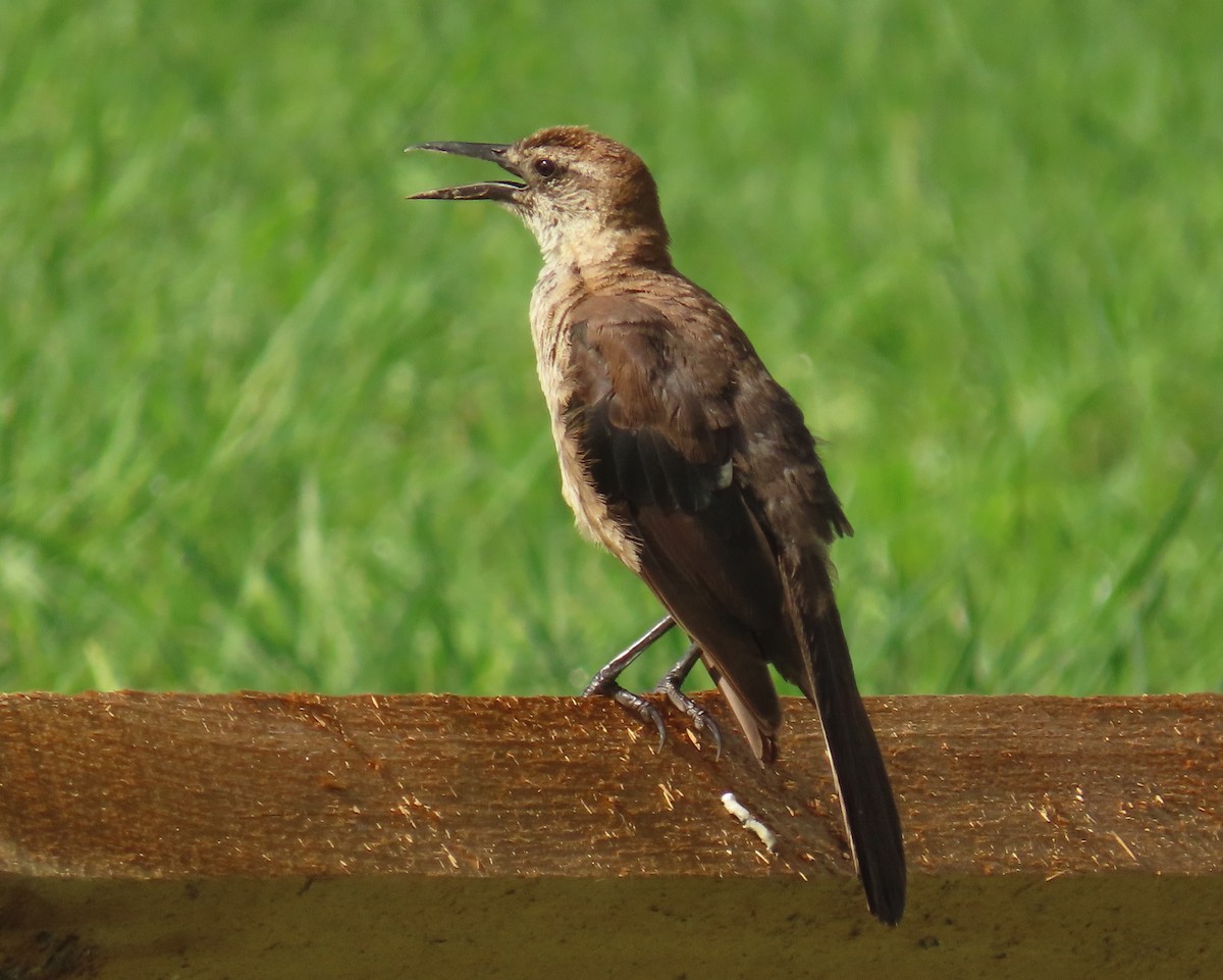 Boat-tailed Grackle - ML638996918