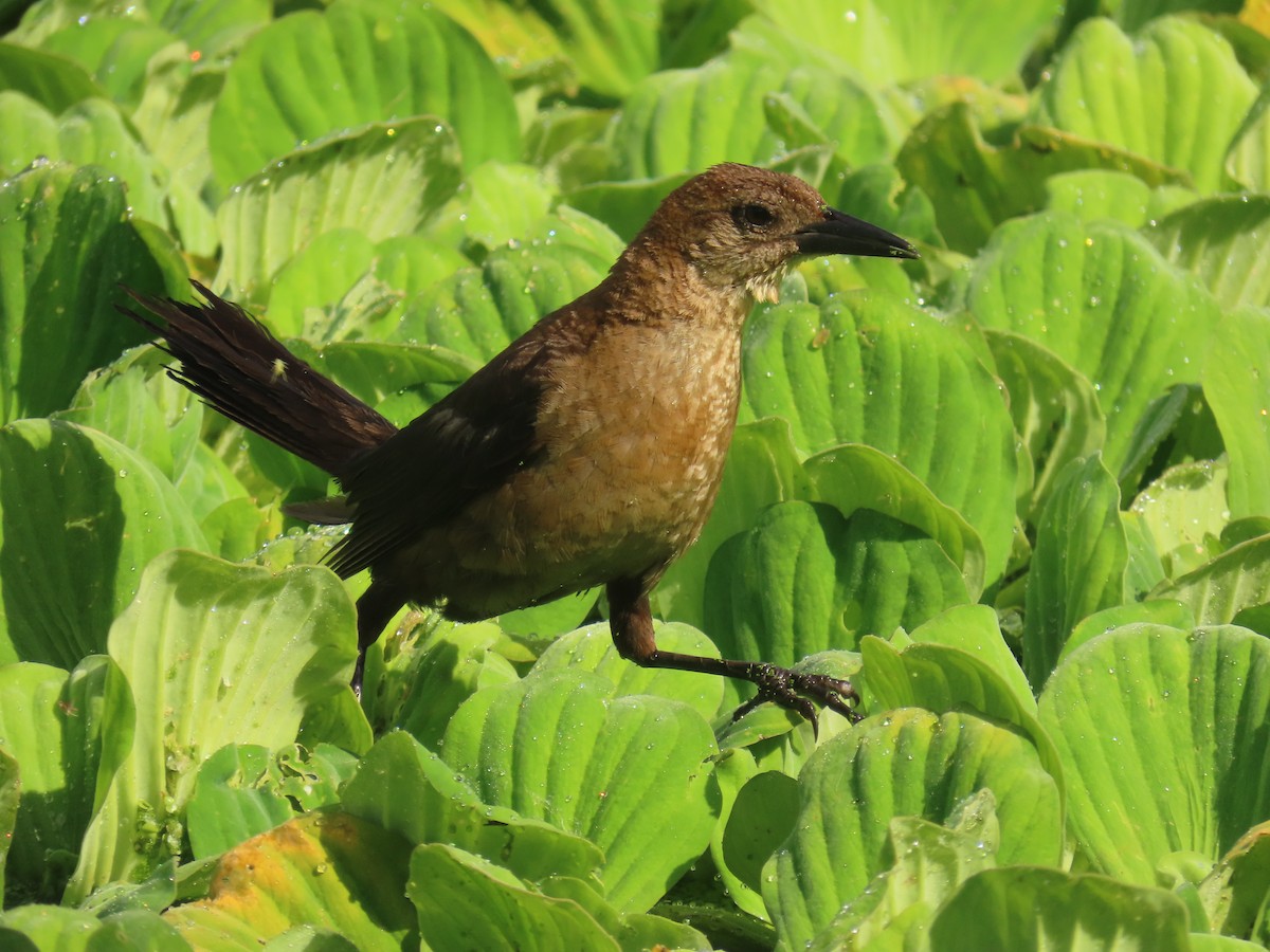Boat-tailed Grackle - ML638996919