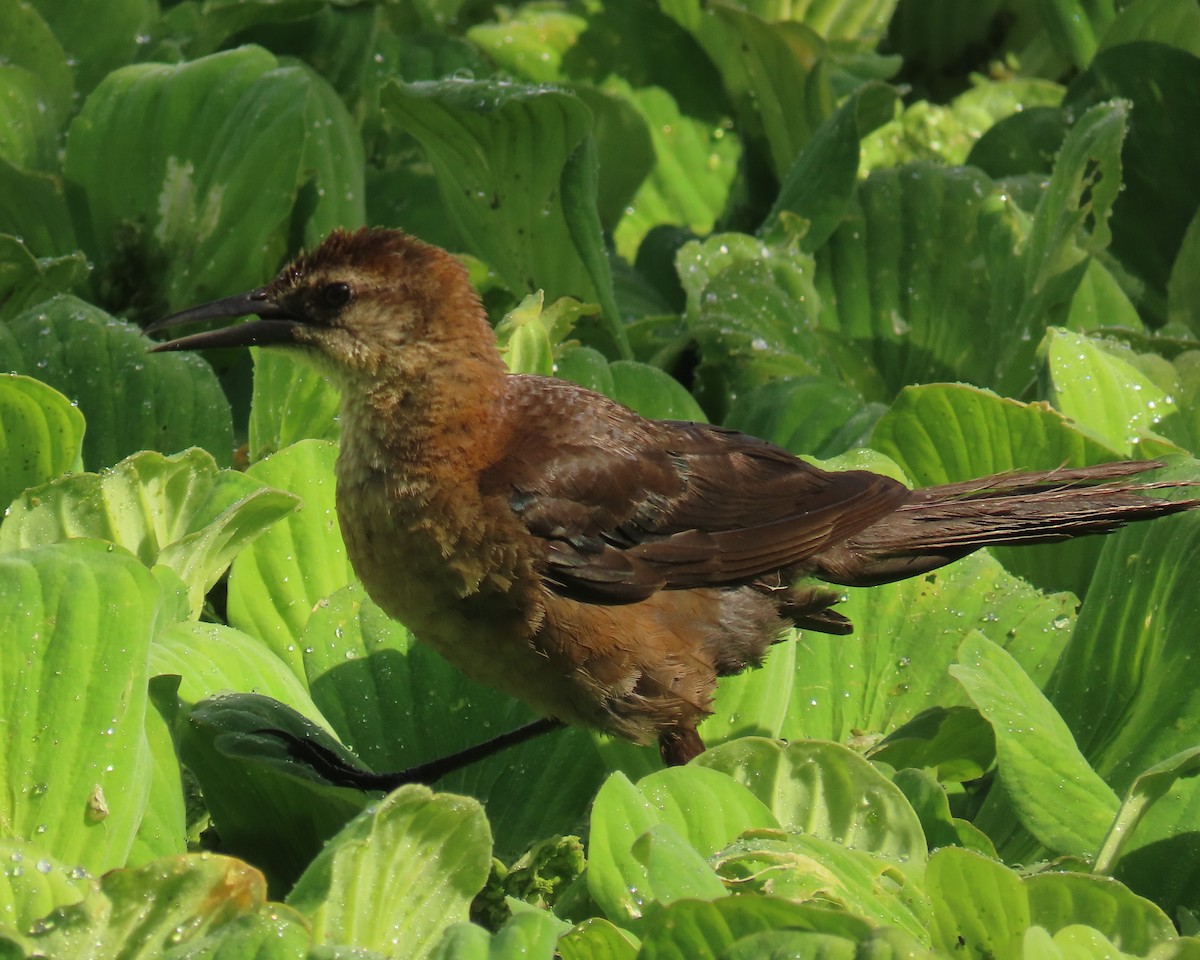 Boat-tailed Grackle - ML638996920