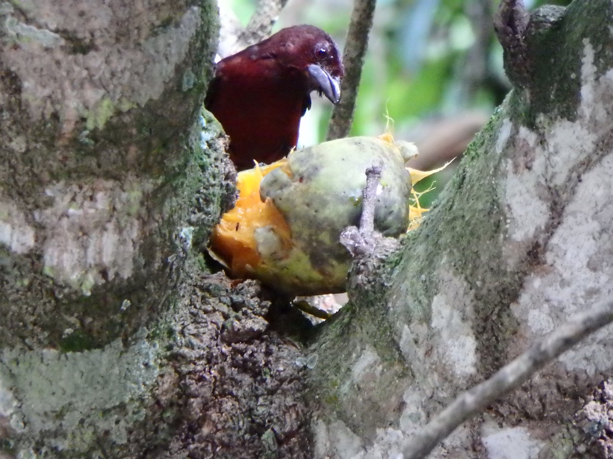 Silver-beaked Tanager - ML638996921