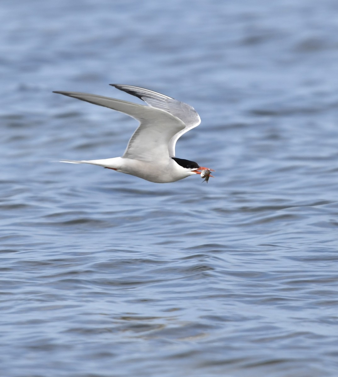 Common Tern - Kalin Ocaña