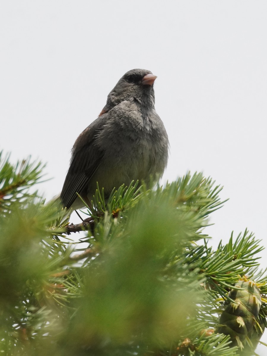 Dark-eyed Junco - ML638996936