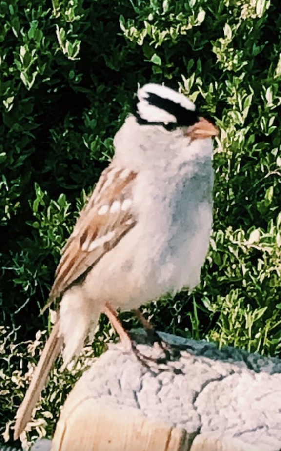 White-crowned Sparrow - ML638996942