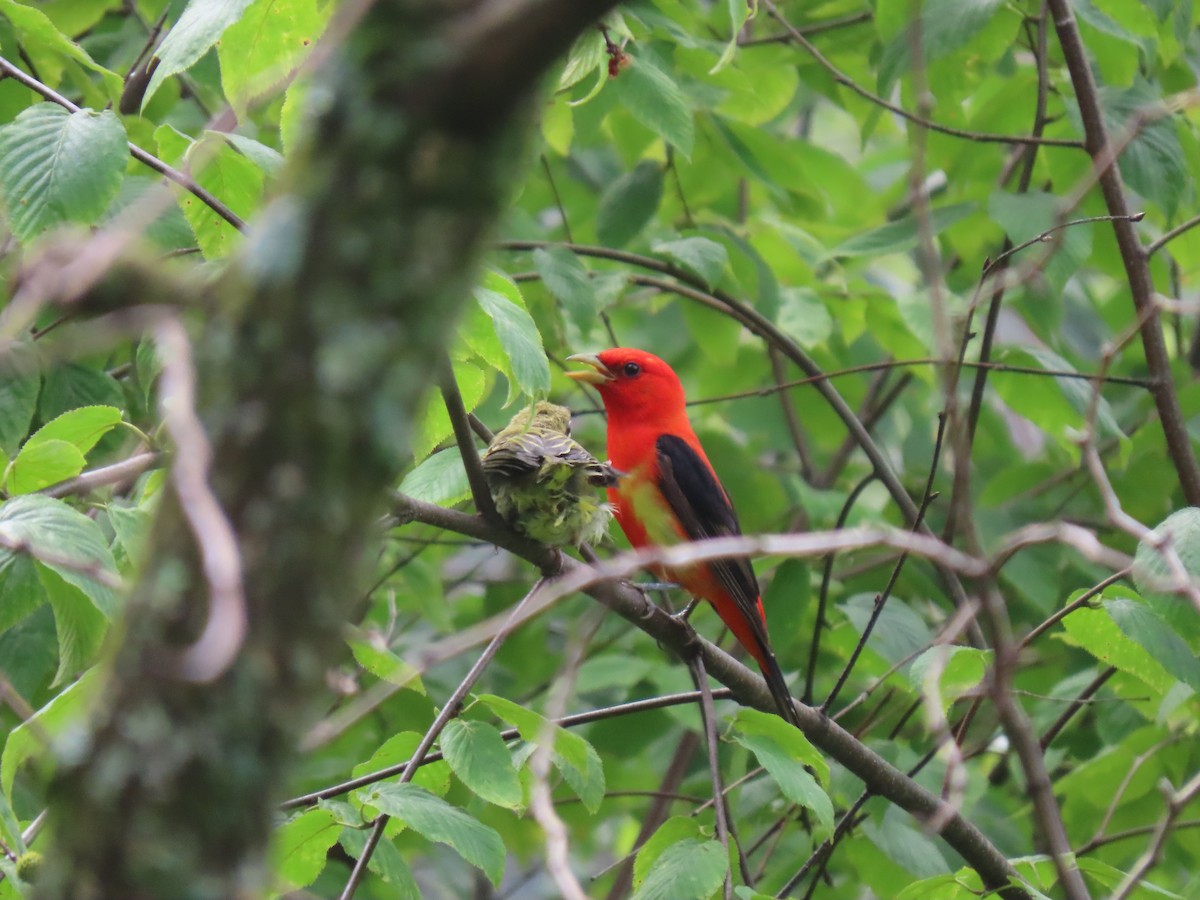 Scarlet Tanager - ML638996946