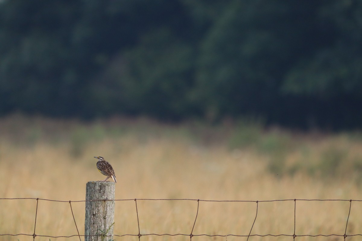 Eastern Meadowlark - ML638996965