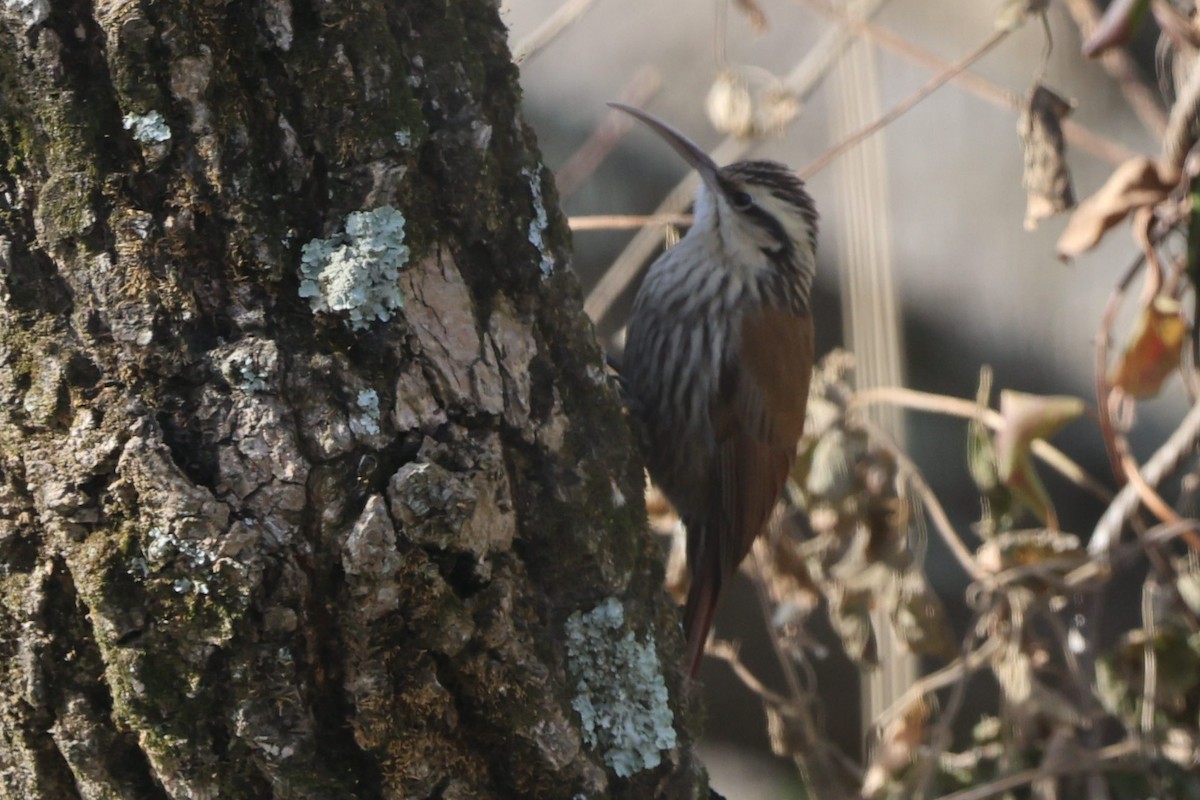 Narrow-billed Woodcreeper - ML638996966