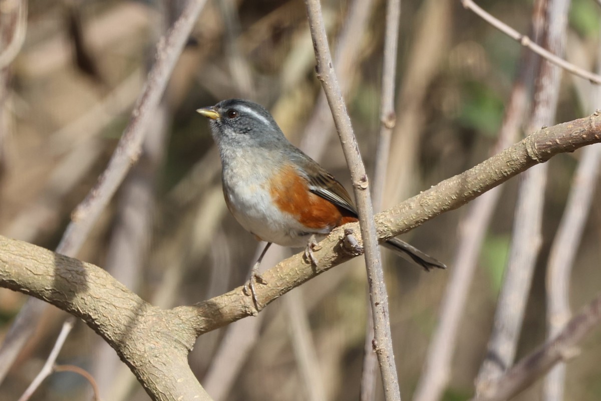 Gray-throated Warbling Finch - ML638996971