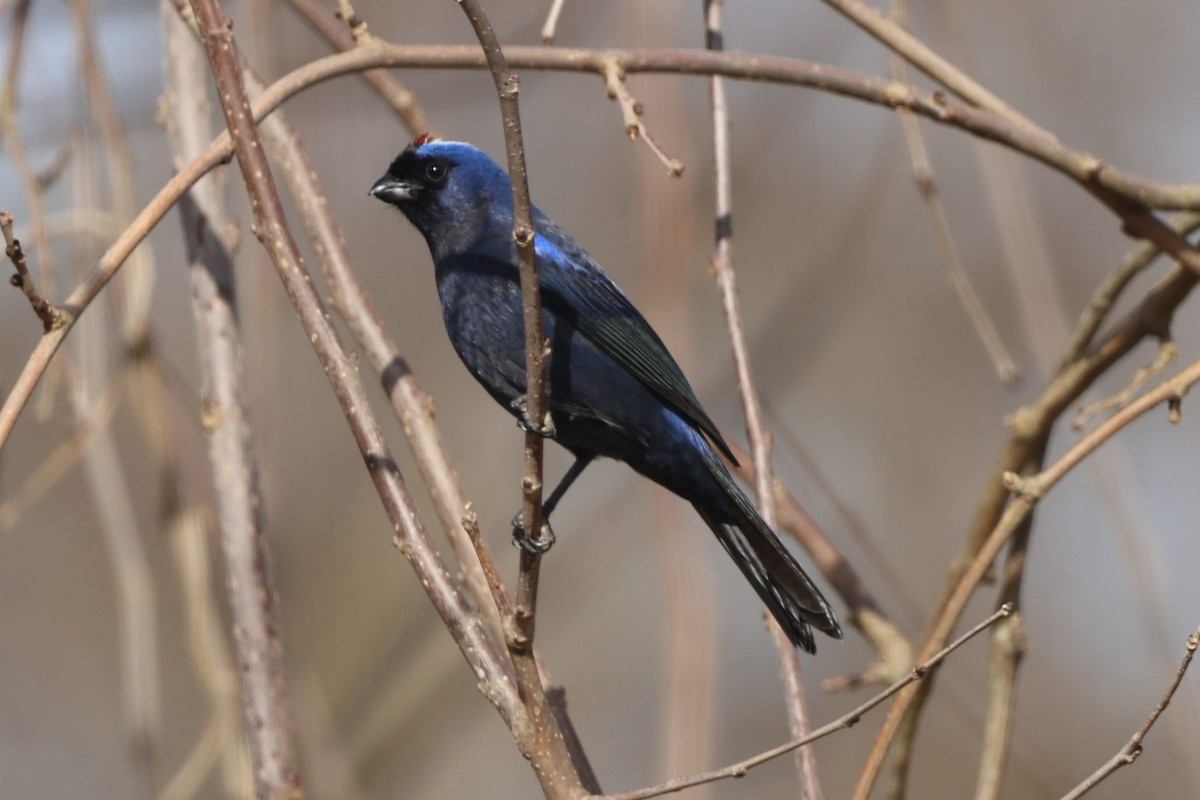 Diademed Tanager - ML638996974